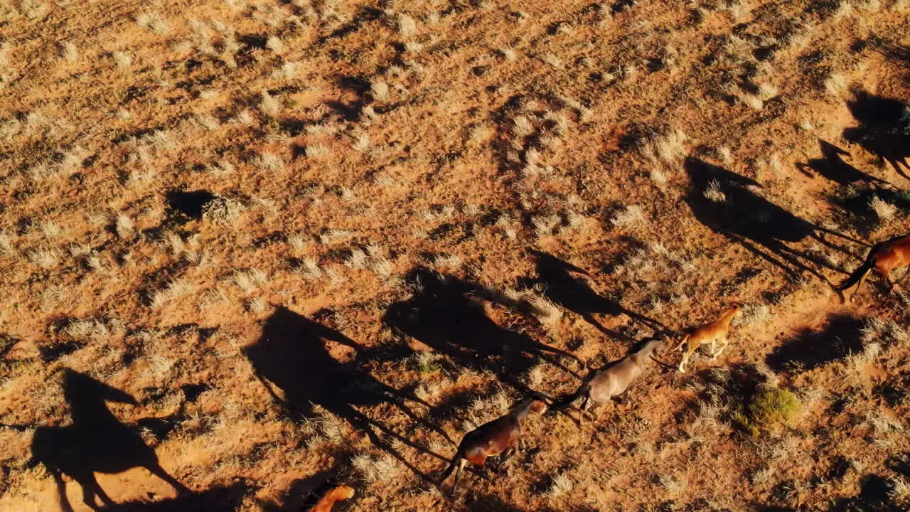 Drone footage of wild horses in Arizona