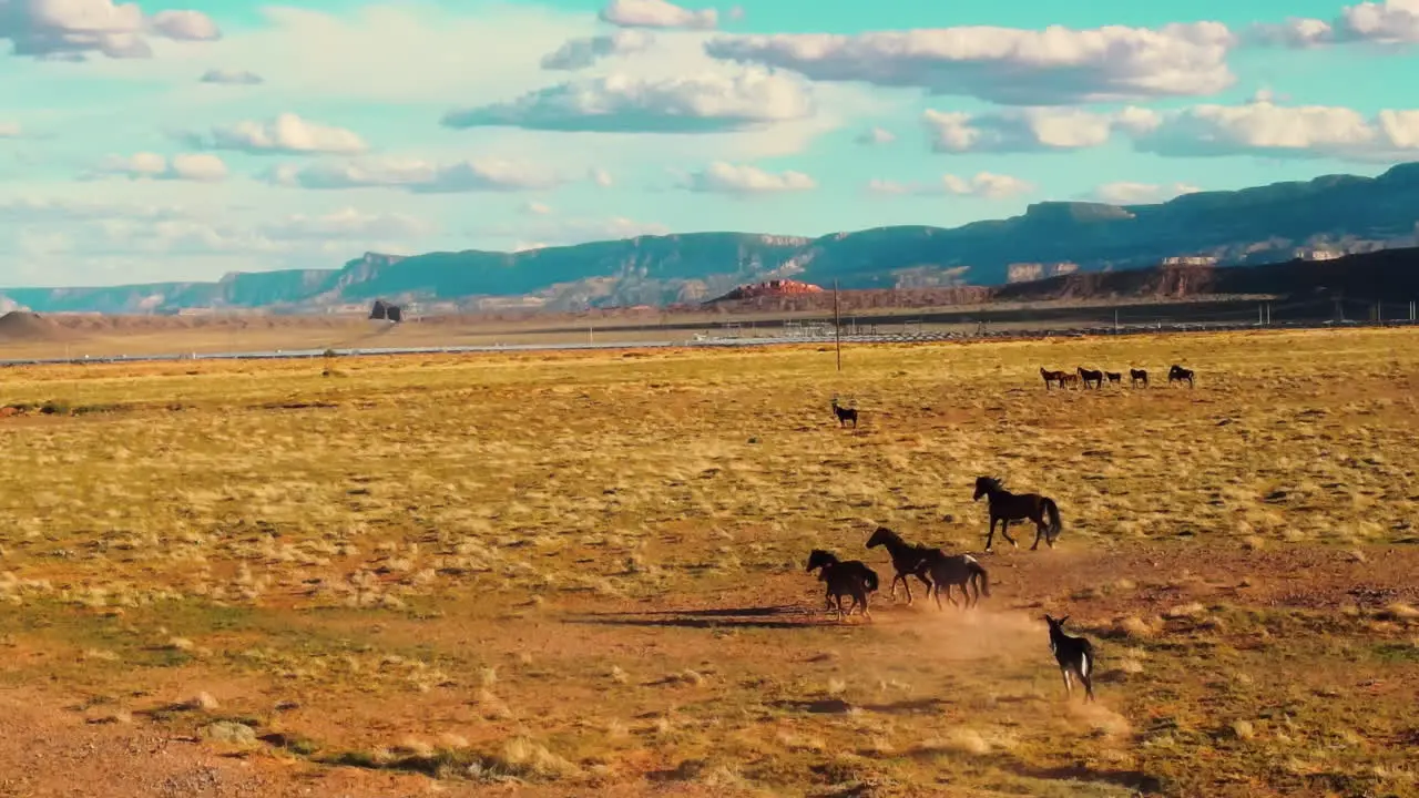 Wild horses in Arizona A drone's eye view