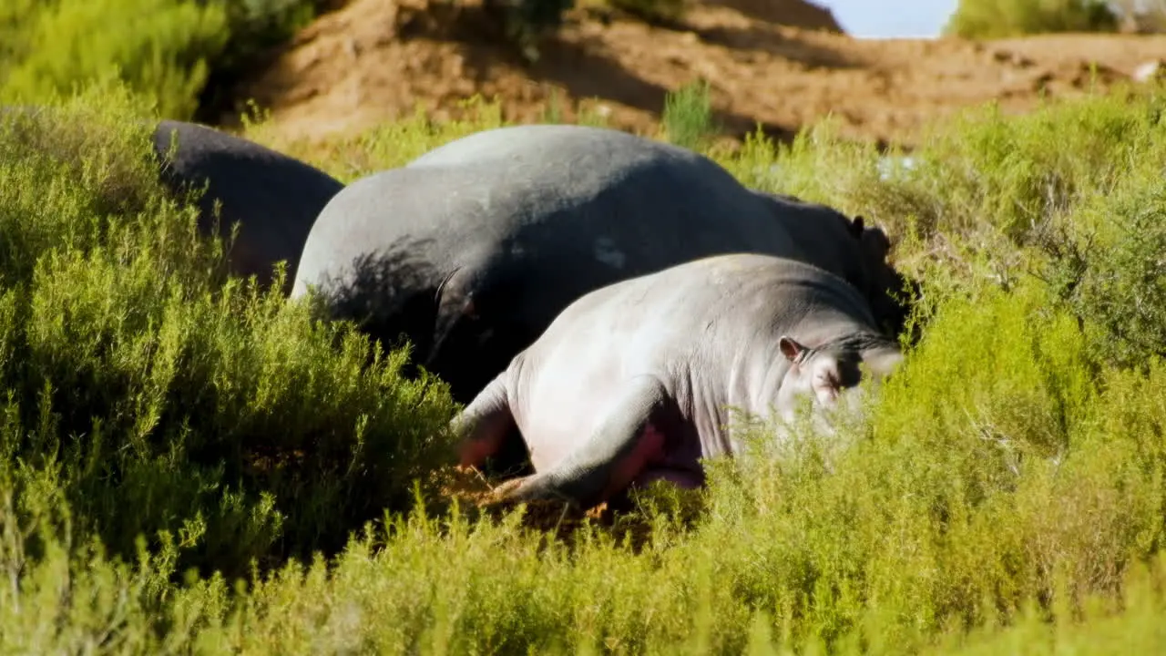 Hippo family asleep on edge of dam between green vegetation basking in sun