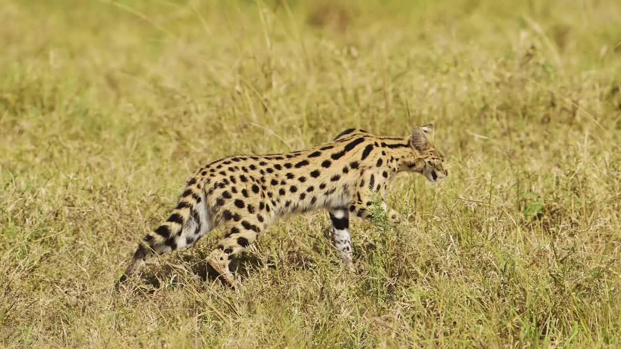 Wild cat serval hunting in tall grass low down cover prowling African Wildlife in Maasai Mara National Reserve Kenya Africa Safari Animals in Masai Mara North Conservancy