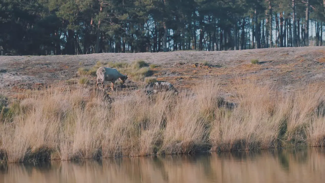 Cows Eating Grass In The Wide Grassland Area Near A Peaceful Water Wide Shot