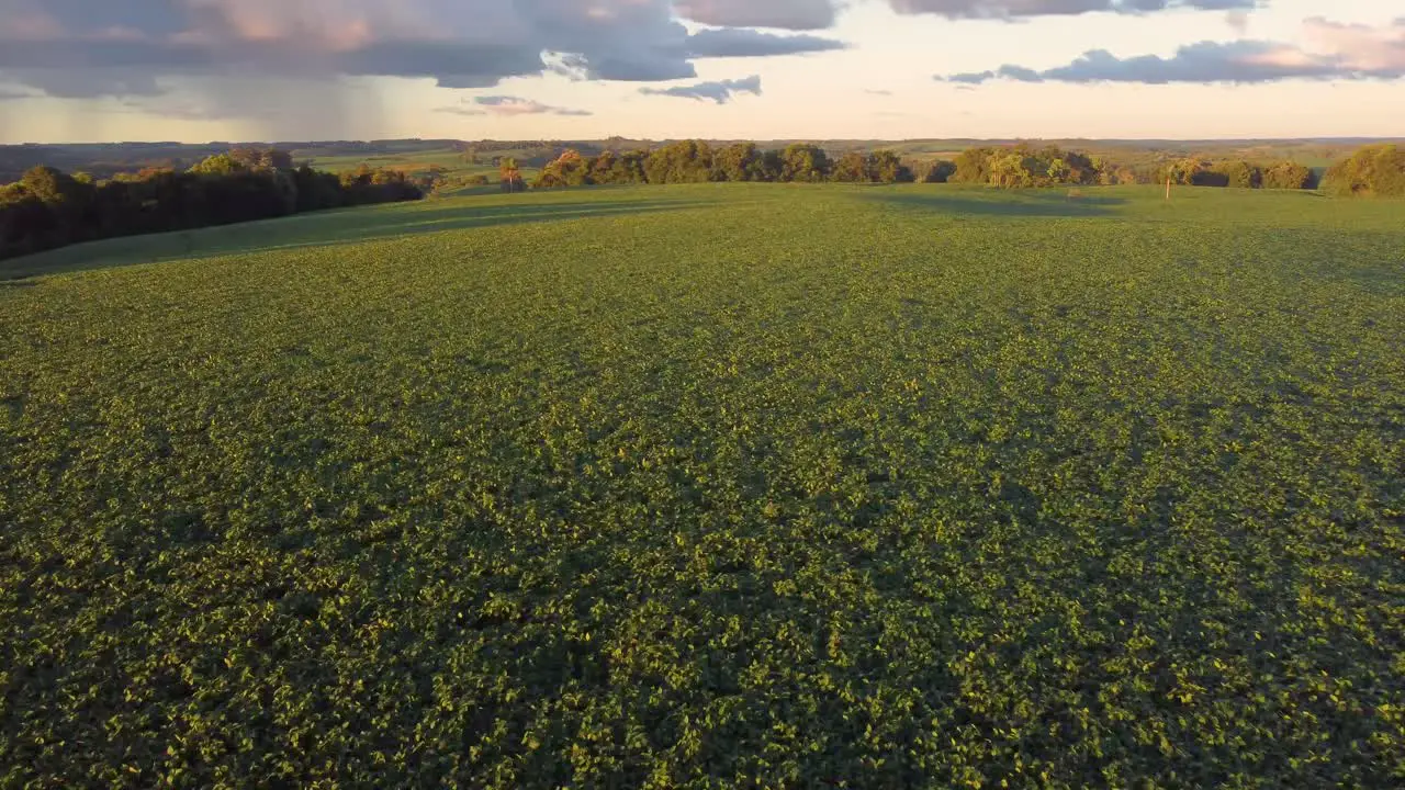 soy plantation south of brazil sunset drone wide nature