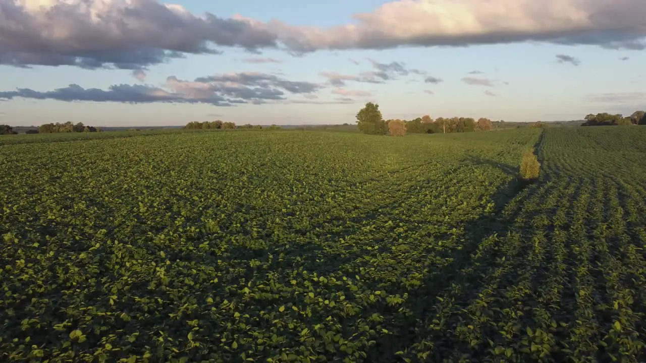 soy plantation south of brazil sunset drone wide