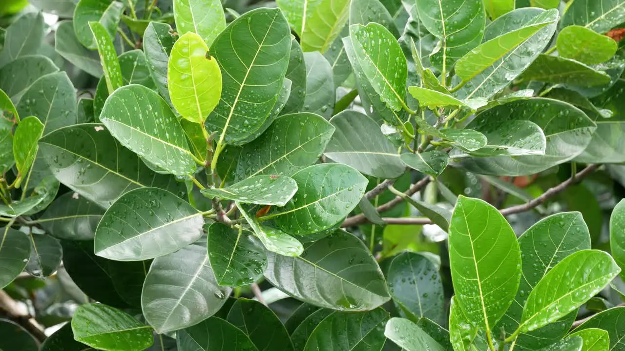 Top down view of green plant