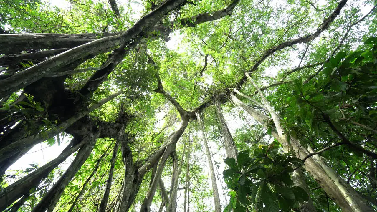 Banyan tree in forest