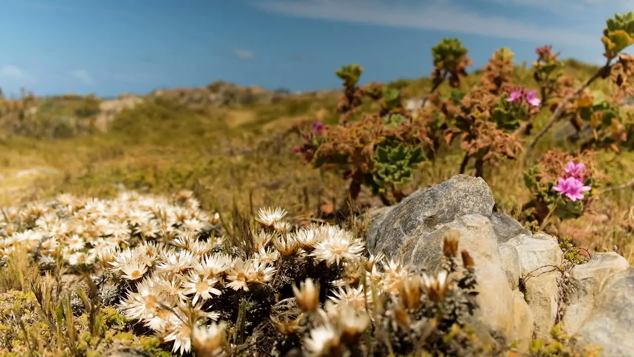 Coastal everlasting flowers in bloom in foreground with man walking past in background