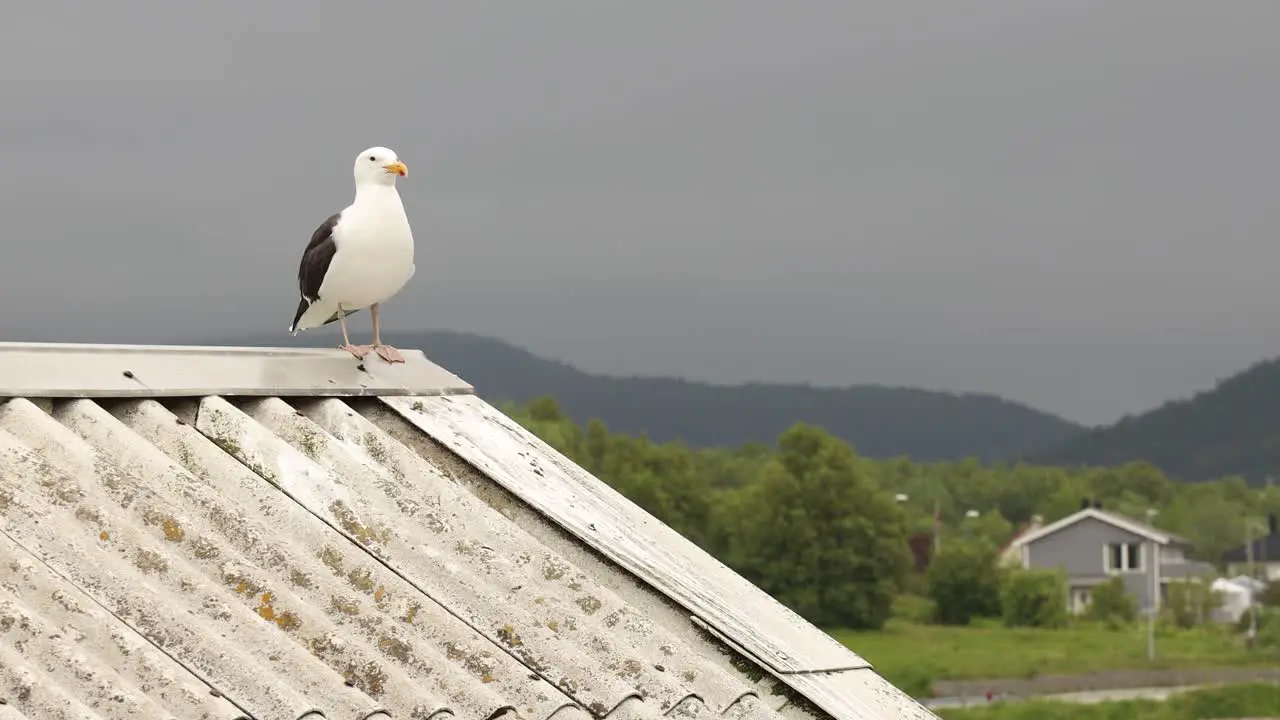 Nature of Norway Seagull on the roof of the house