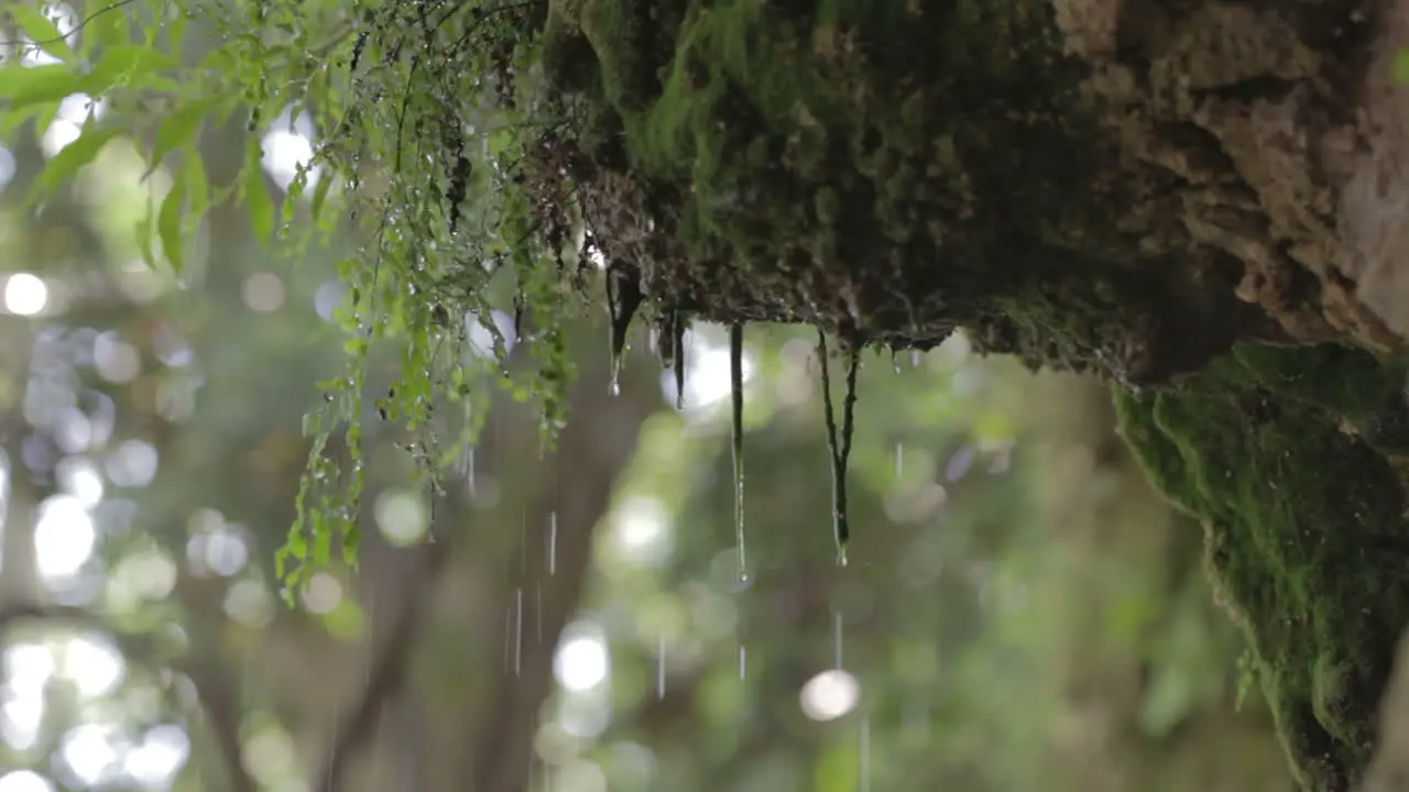 Rain drops Forest moss