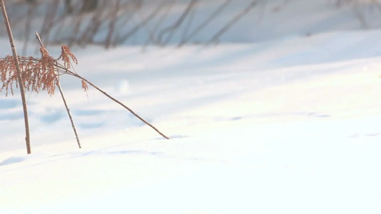 Dry plant in snow Grass in snow Dried grass on snow covered field in winter