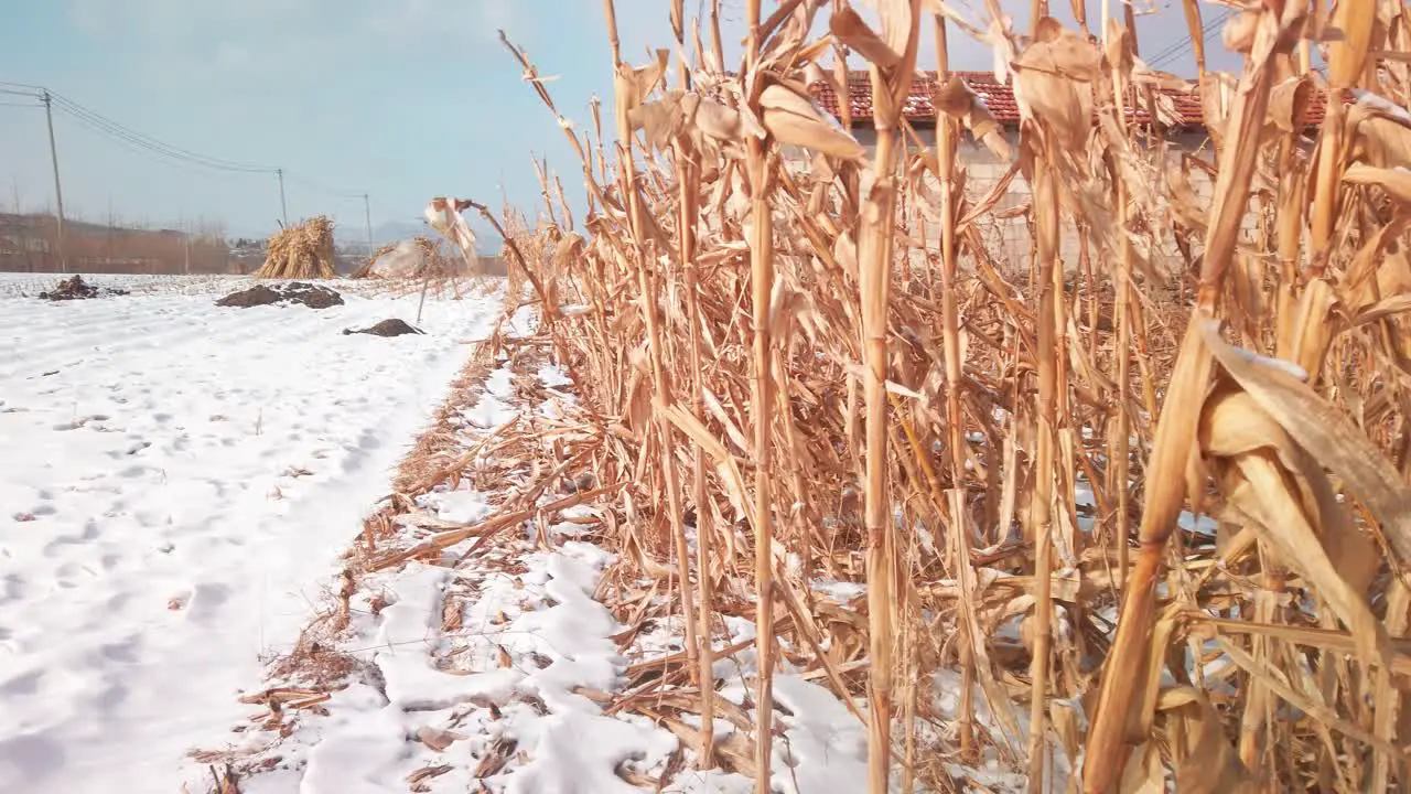 Medium panning shot of corn stalks blowing in the wind during winter