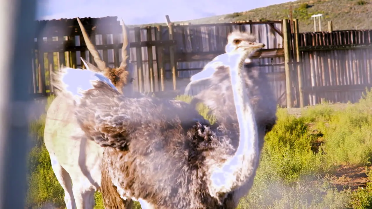 Ostrich and Southern Eland Taurotragus oryx walking together in camp