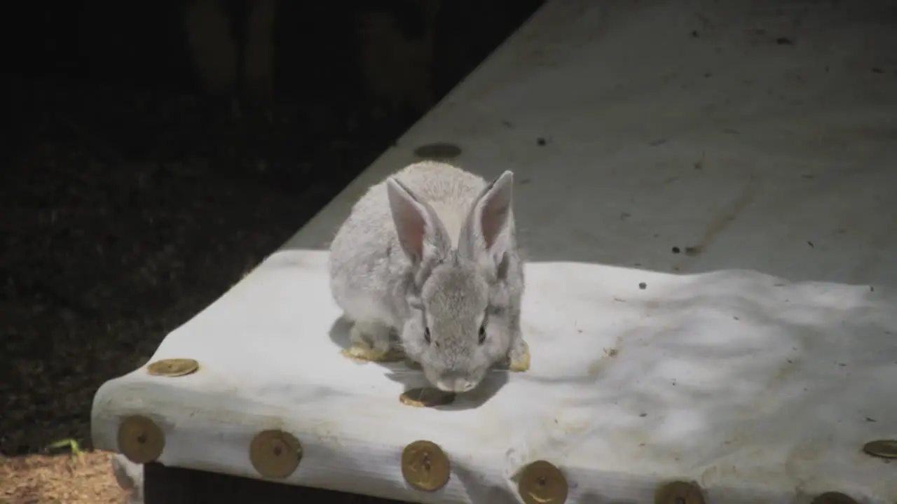 Little rabbit looking around smelling isolated light