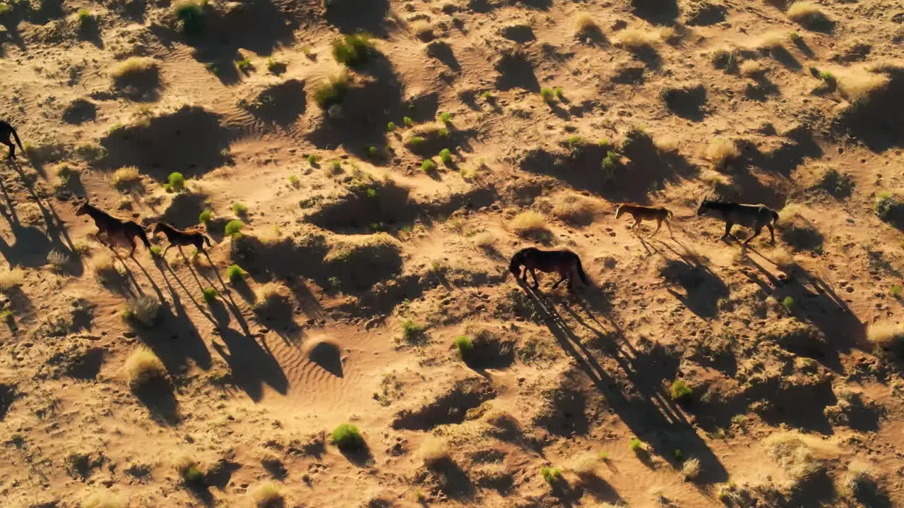 A drone's view of wild horses in Arizona