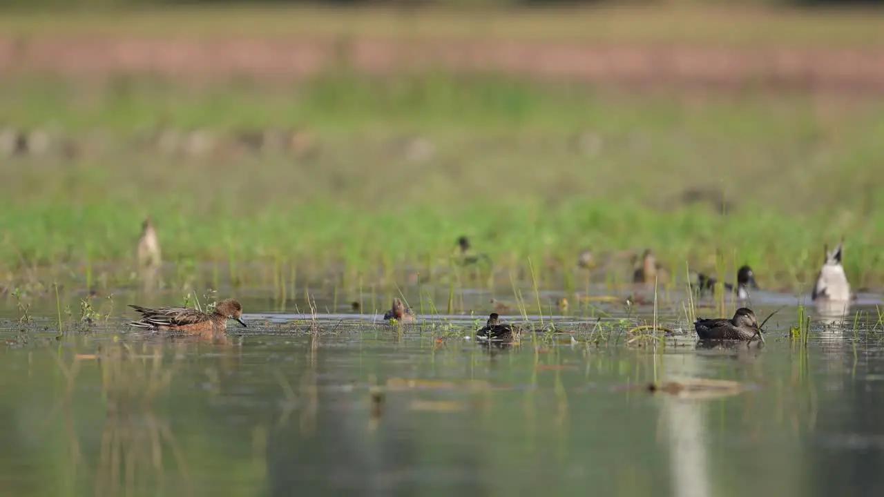 Flock of Indian Spot billed Ducks Swimming and Taking off from Water