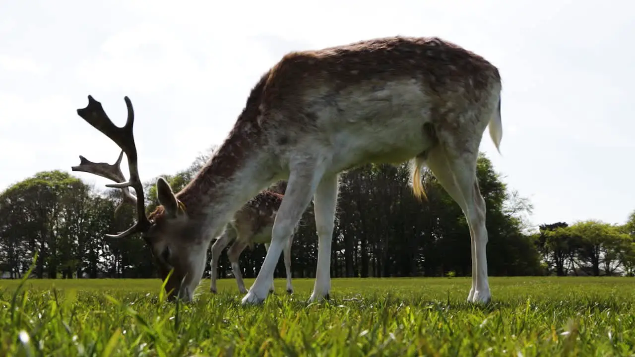 Deer grazing the grass in the Phoenix Park in Dublin Ireland