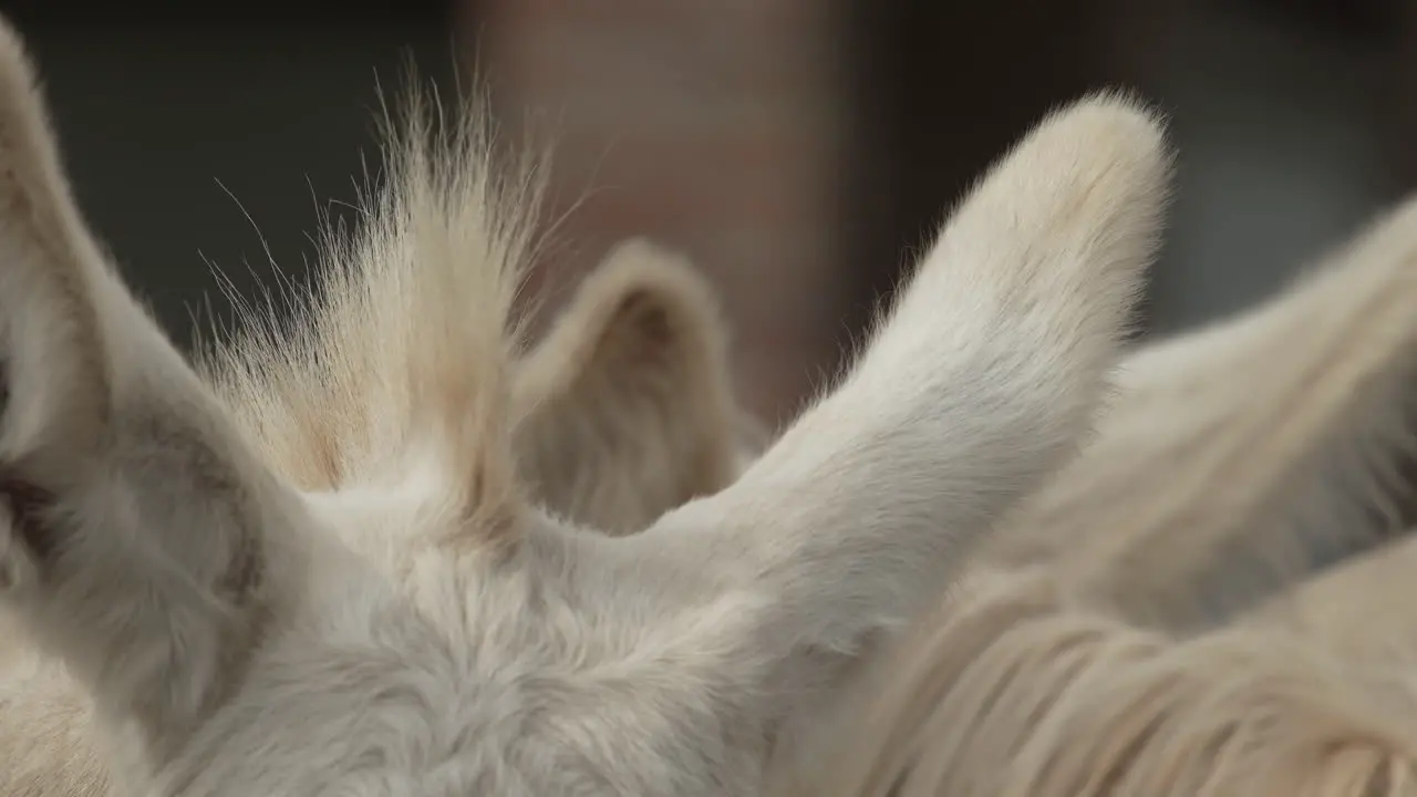 Slow Motion Close-up of the ears and mane of a white Donkey in 4K