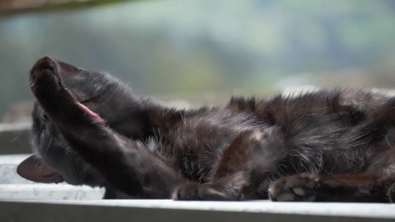 Detailed scene of a black cat reclining and meticulously grooming showcasing its natural elegance and self-care