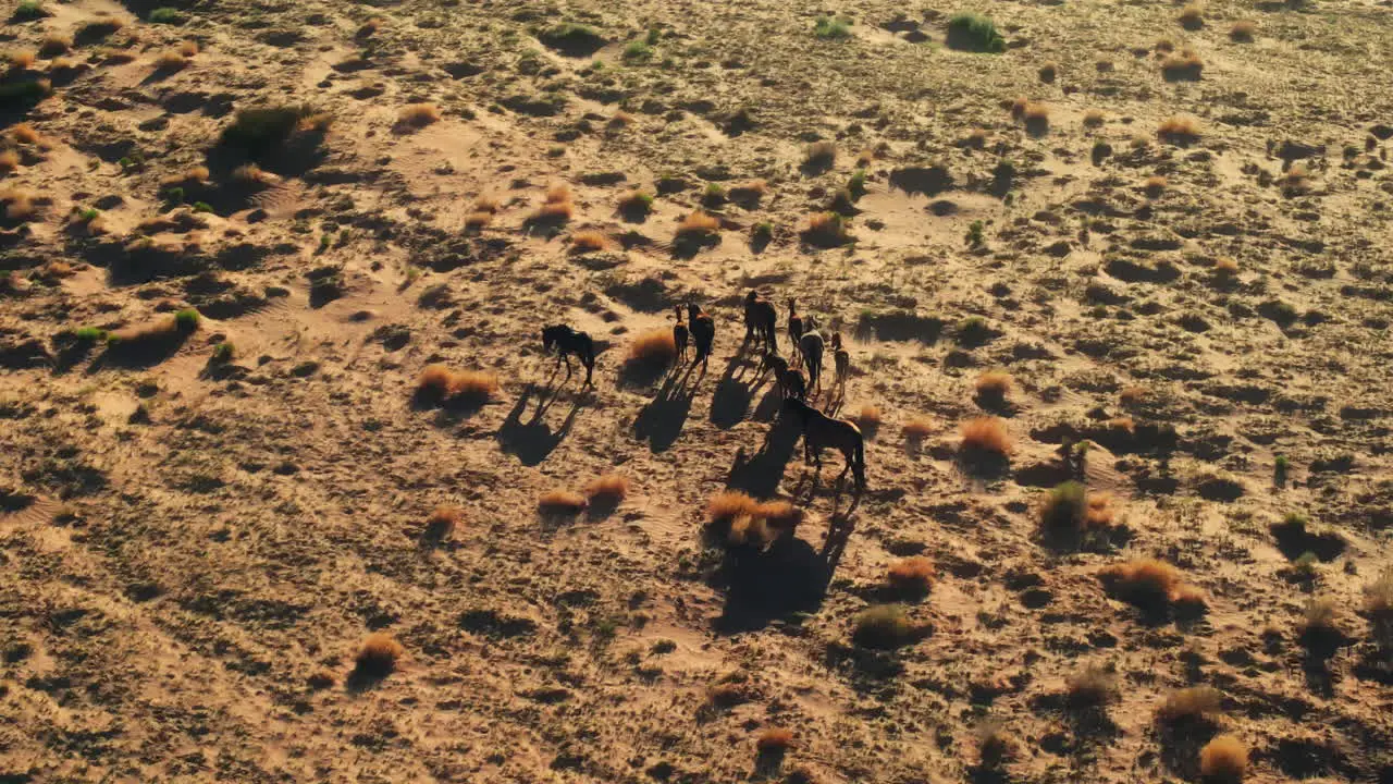 Drone view of wild horses in Arizona's wildlands