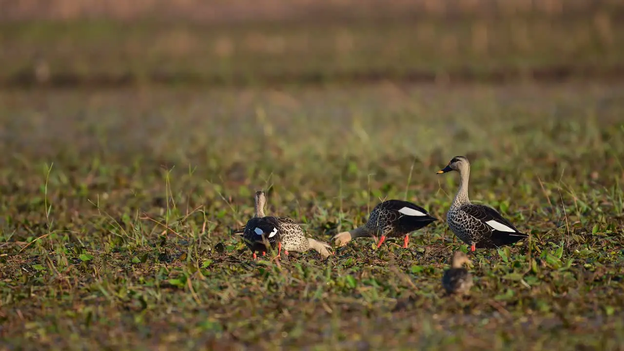 Flock of Indian Spot billed ducks Feeding in Beautiful Habitat in Wetland