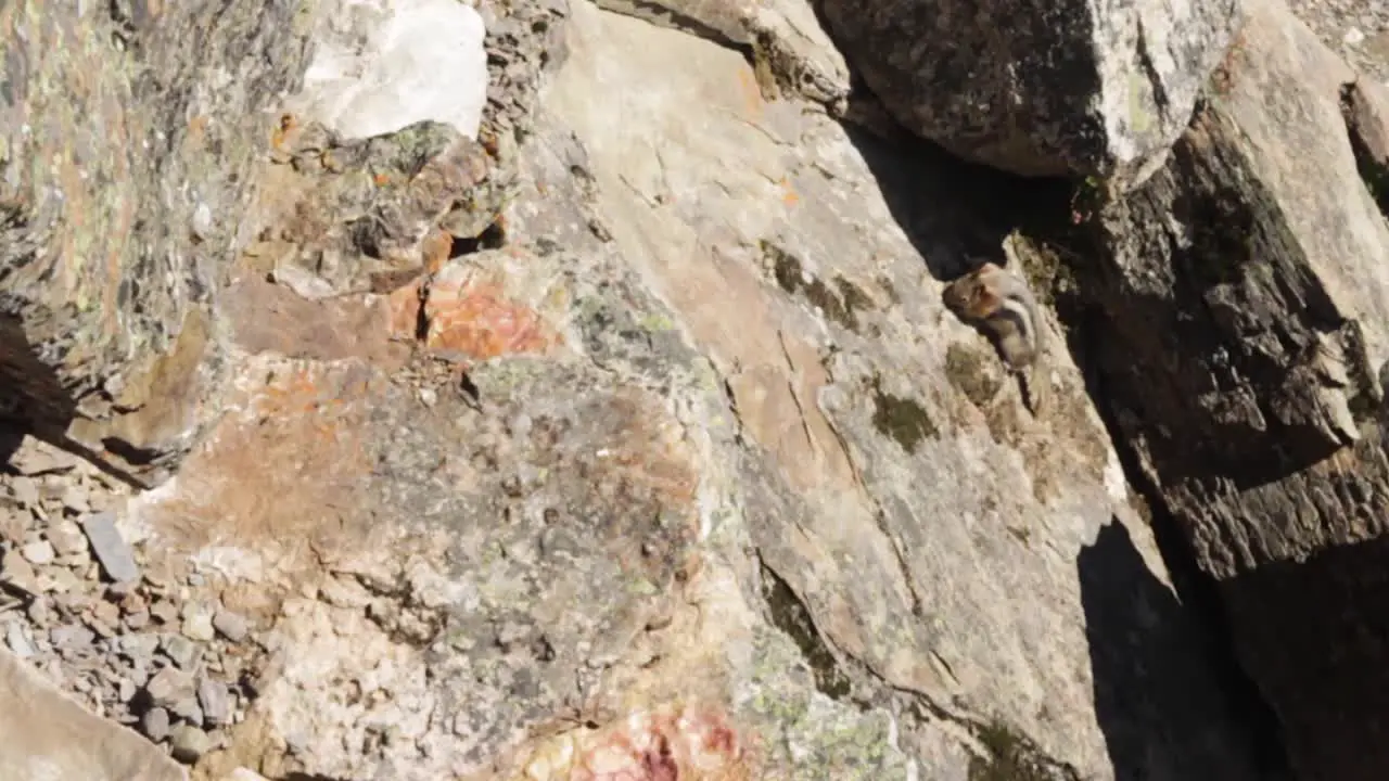 Golden mantled ground squirrel climbing a rock and searching for food