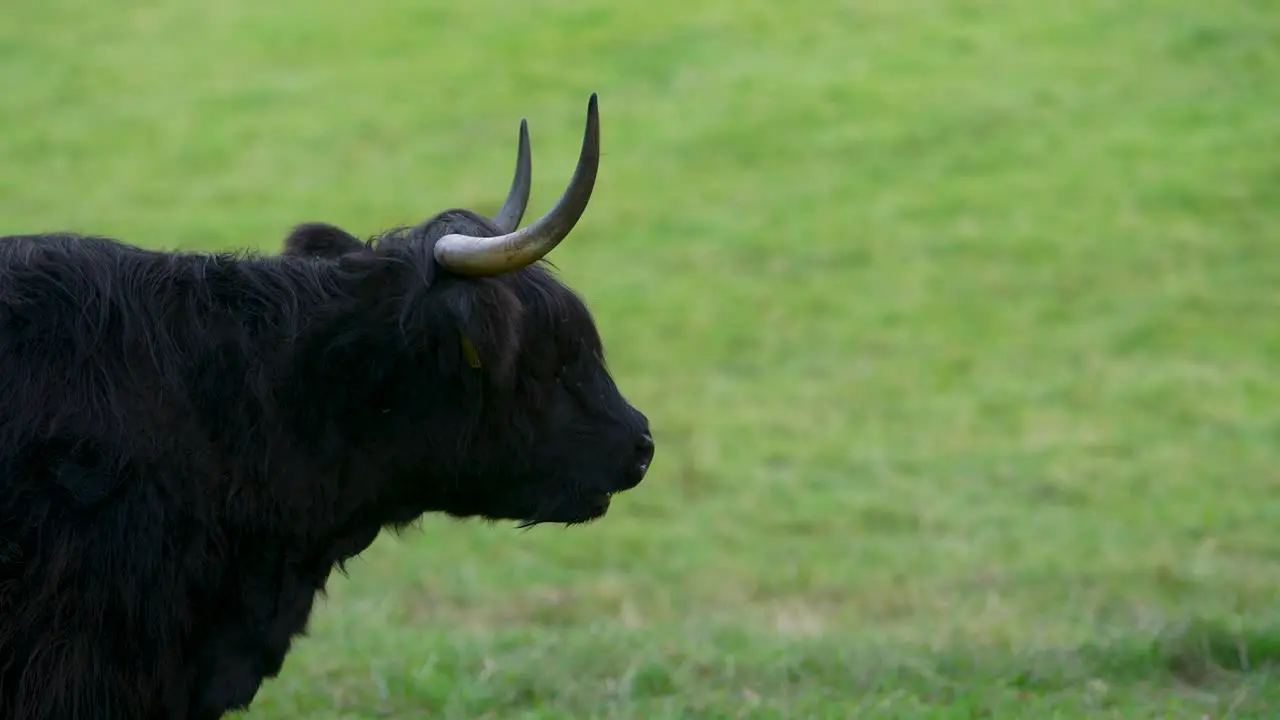 Side On Black Highland Cow Walking Out Of Frame On Green Field