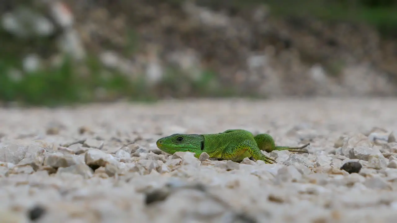 Balkan green lizard staying still on gravel road and then running away