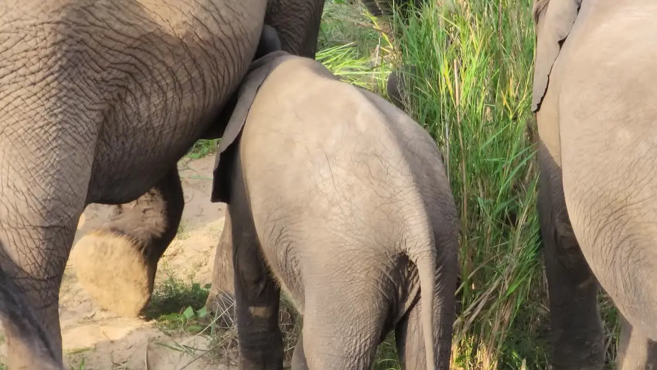 Close-up of baby elephant calf drinking milk from its mom high angle