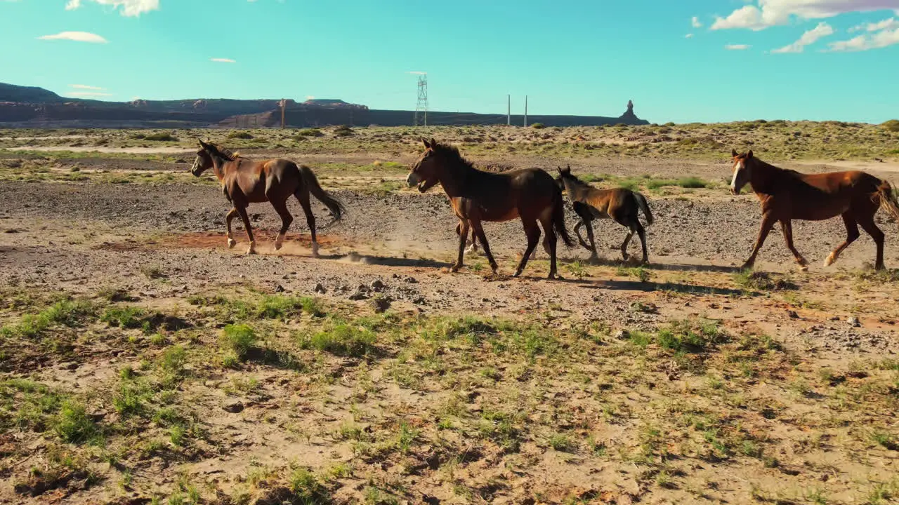 Arizona's wild horses from the air Taking a brake after the run