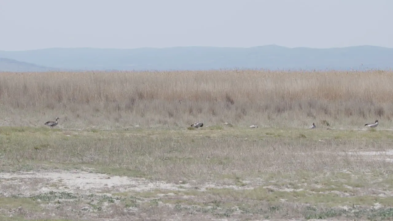 Wide shot of a group of Greylag Goose standing on meadow in front of reed