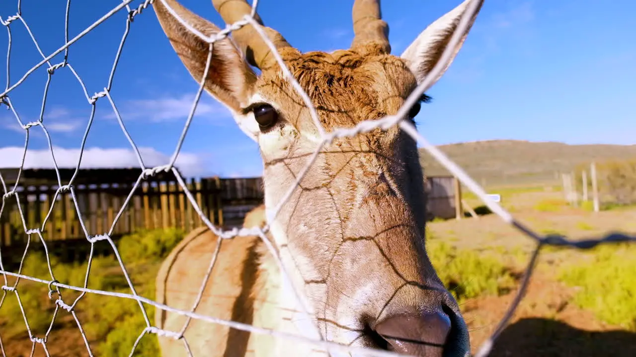 Close up detailed view on face of common eland on other side of enclosure fence