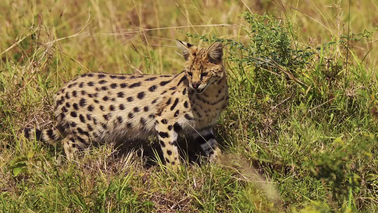 Slow Motion Shot of Serval hunting in luscious grasslands for small prey pouncing and jumping National Reserve in Kenya Africa Safari Animals in Masai Mara North Conservancy