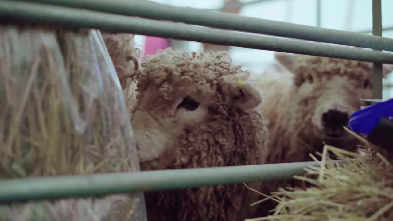 Greyface Dartmoor Sheep Trying To Get Out Of The Cage During An Agricultural Show In England UK Closeup Shot