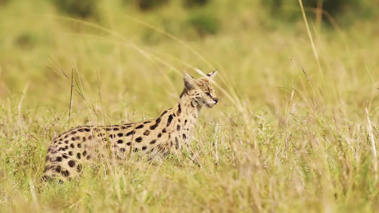 Slow Motion Shot of Wild cat serval hunting in tall grass low down cover prowling African Wildlife in Maasai Mara National Reserve Kenya Africa Safari Animals in Masai Mara North Conservancy