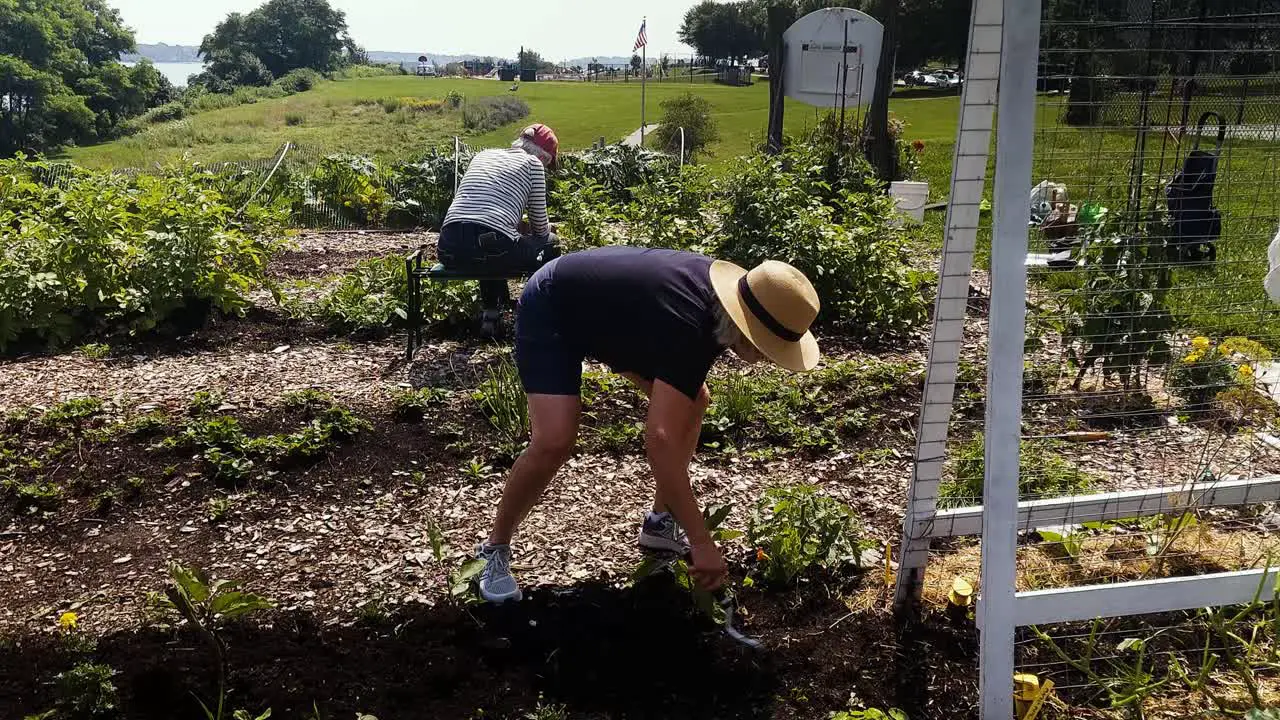 Woman weeding plants in community garden in Maine