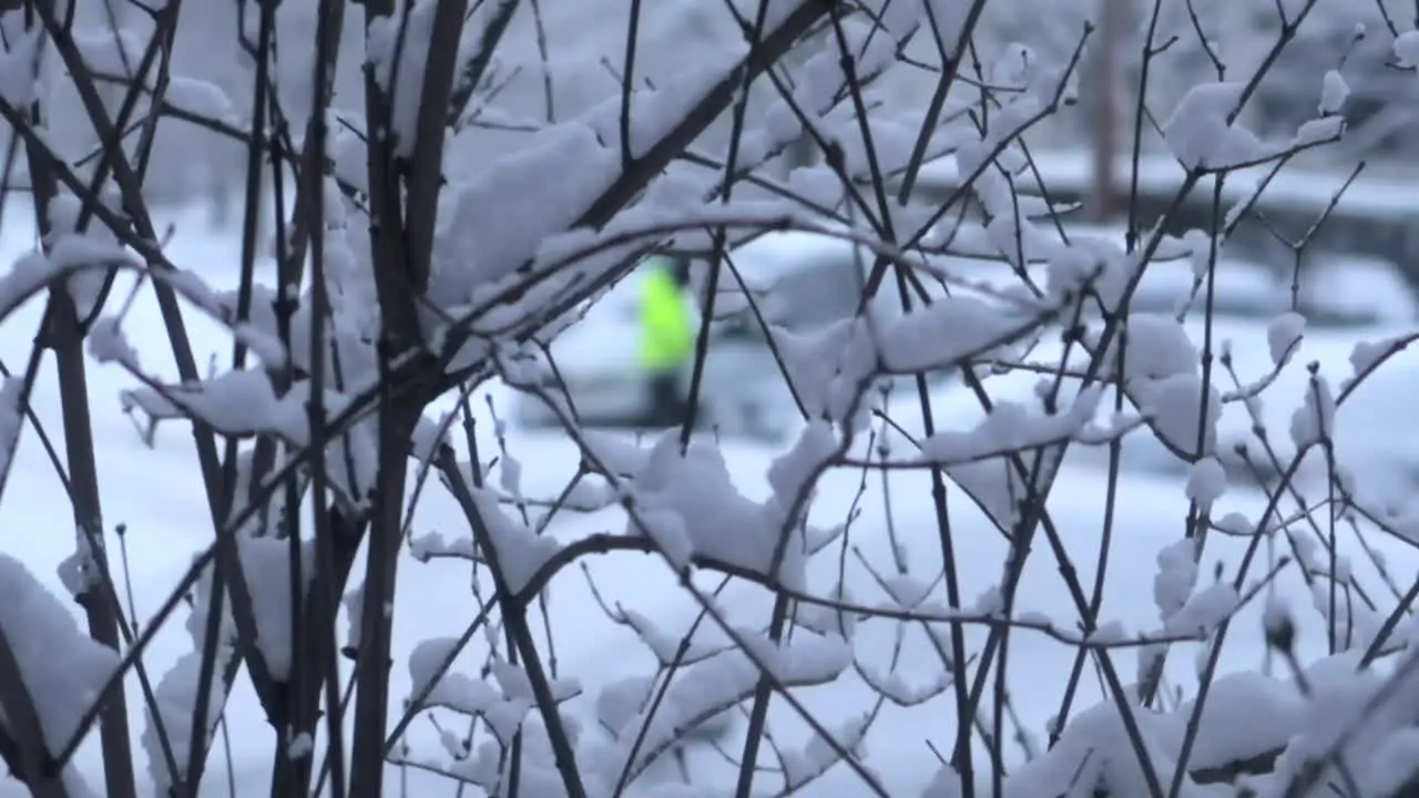 Branches covered in snow in close-up with man in yellow jacket walking in the blurry background