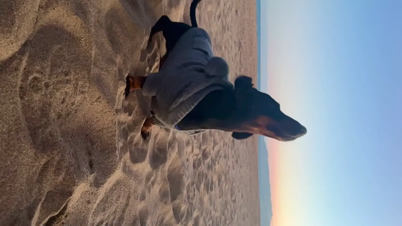 Miniature Dachshund with dog clothes at Beach During Sunset Shaking off Sand  Slow Motion