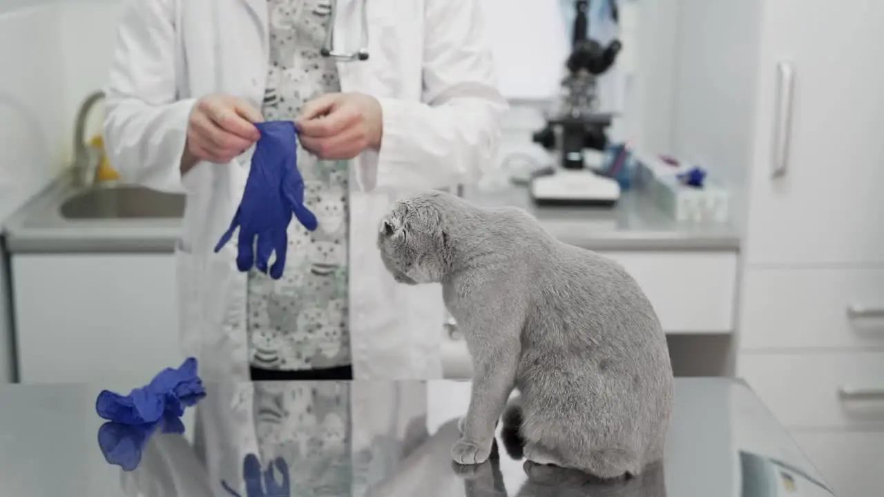 the doctor prepares for a cat examination