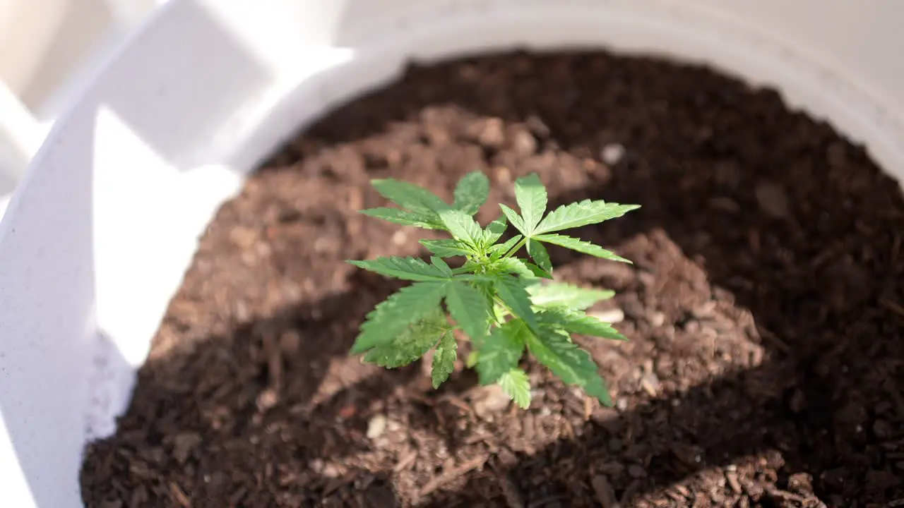 Small cannabis plant on a pot