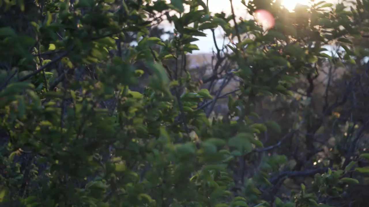 Leaves Swaying As The Wind Blows During Sunset