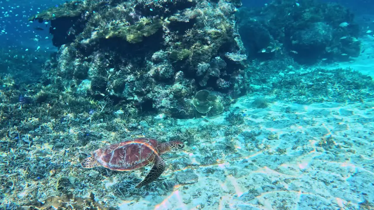 A Sea Turtle Swimming Under The Tropical Blue Sea With A School Of Reeffish In The Background- underwater side view