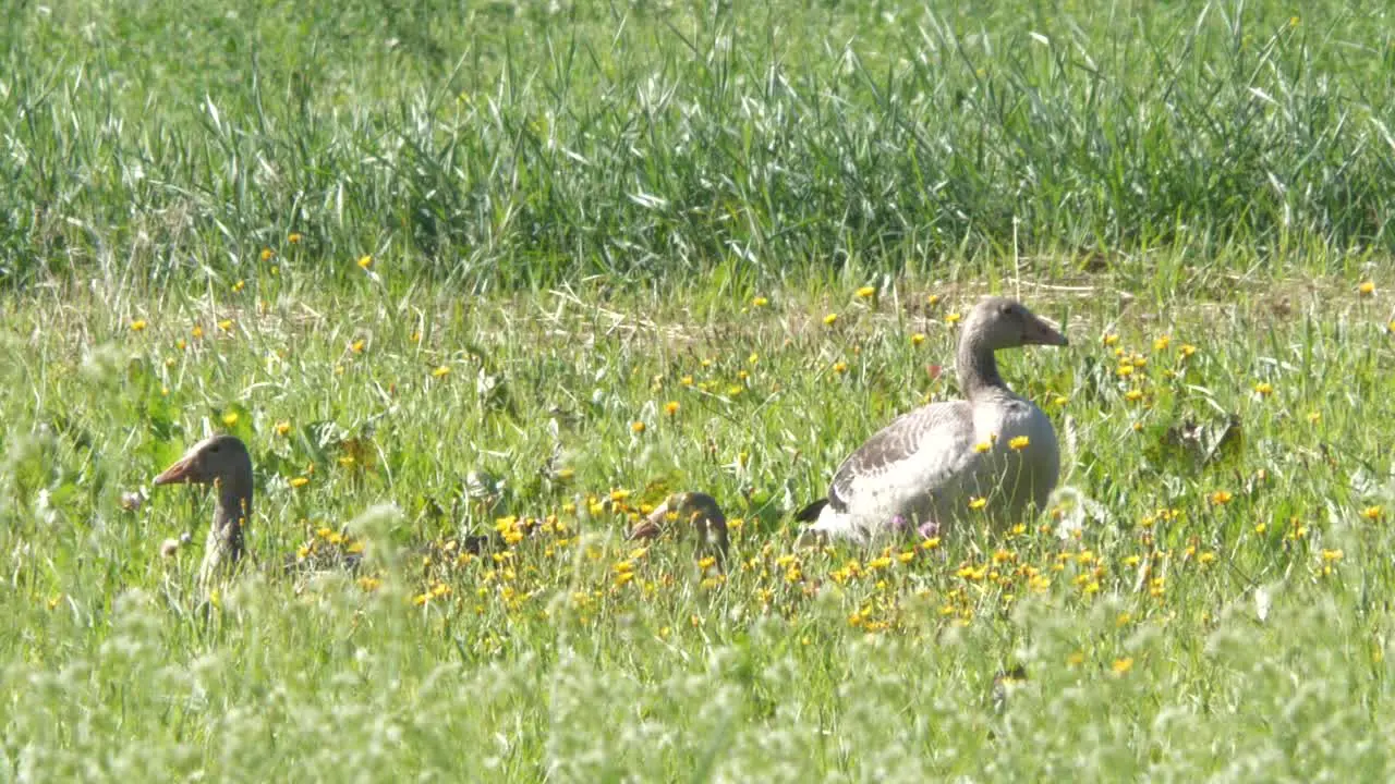 family of Greylag goose hiding in grass