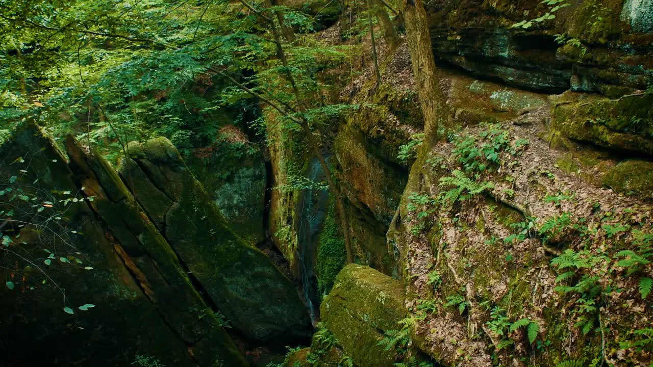 Overhead view of a small waterfall trickling down the side of a moss covered cliff surrounded by trees ferns and other vegetation