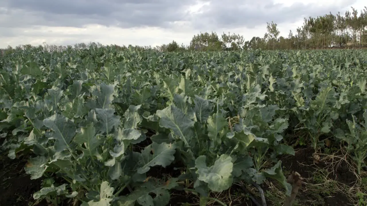 Field of Broccoli Low Angle Farm in Kenya