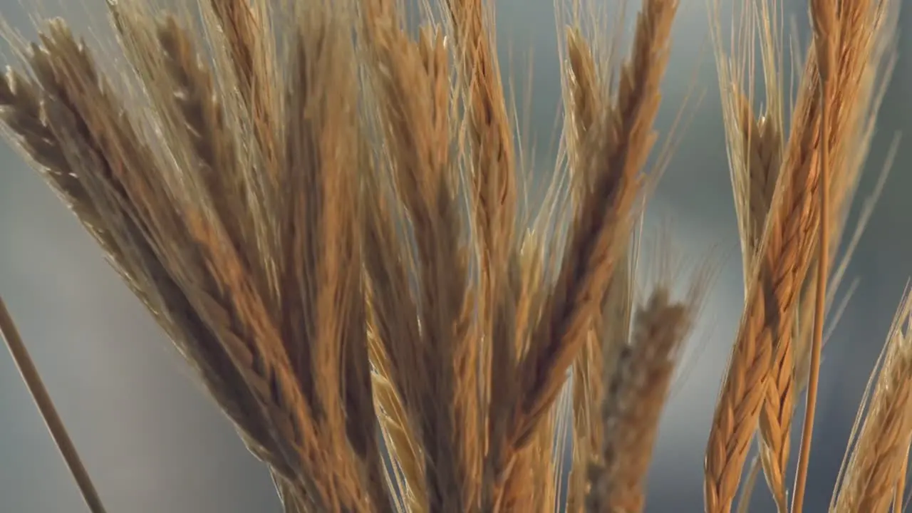 Beautiful Ripe Wheat Spikes In Agricultural Field