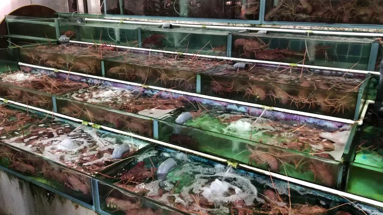 Lobsters are kept alive in water tanks to keep them fresh