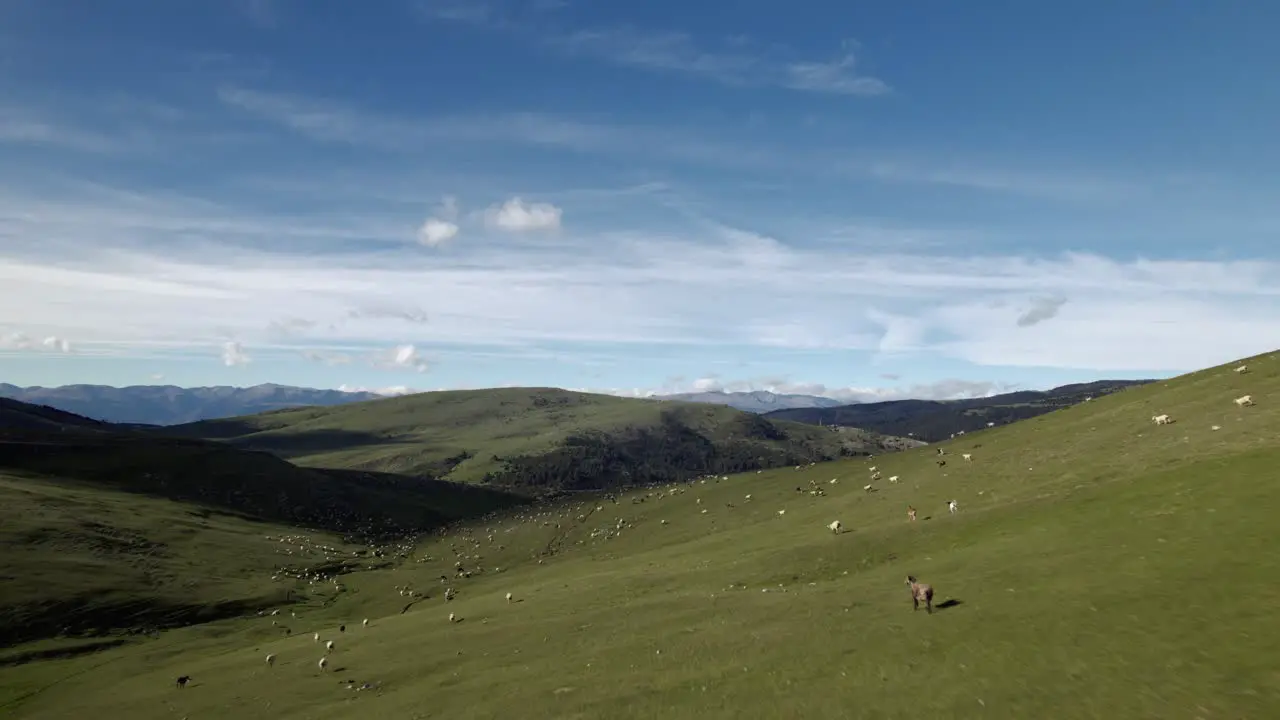 Drone shot animals running mountain sunny day