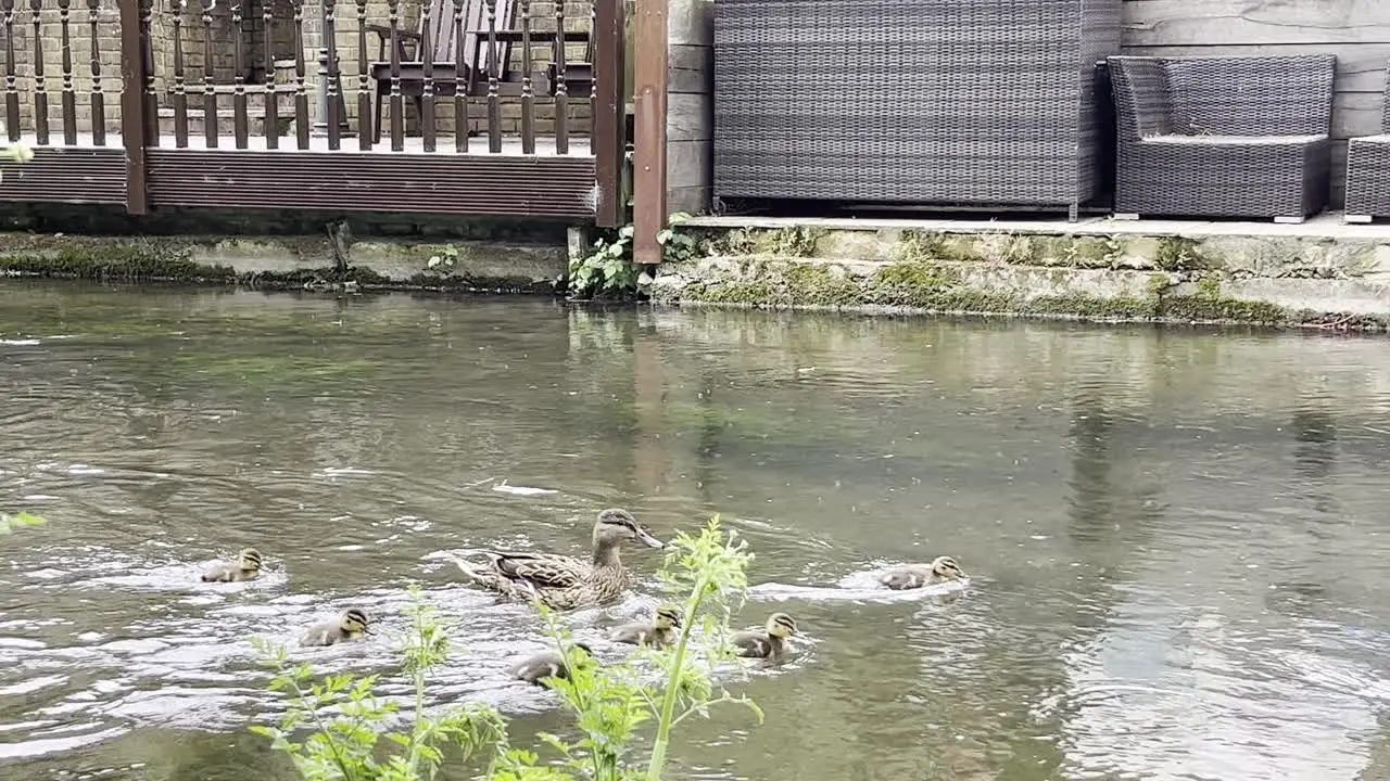 Family of ducks trying hard to swim against the current mum duck getting scared about her ducklings floating away