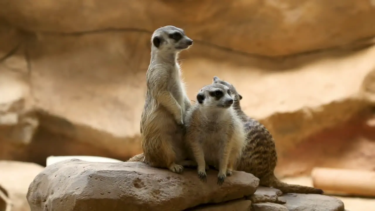 The meerkat or suricate is a small mongoose found in southern Africa