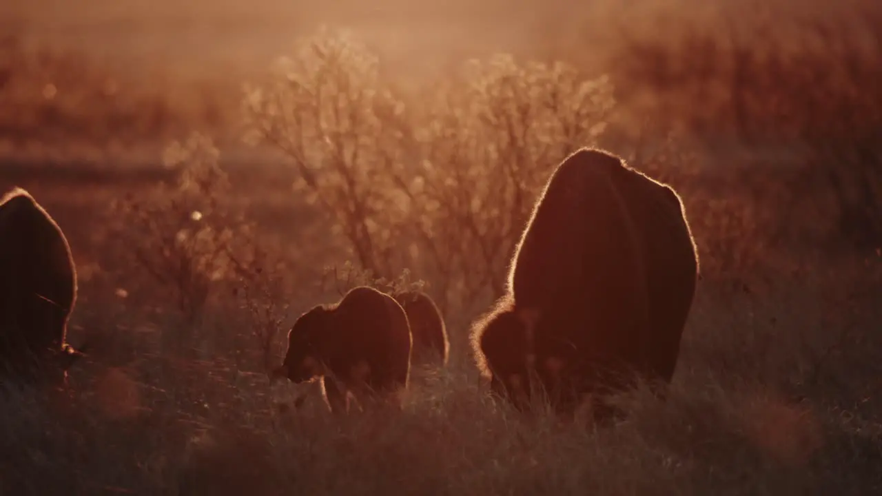 A family of bison grazing in a prairie at sunset