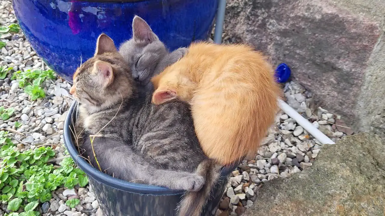 Three young cute kittens sleeping crammed together in a flower pot cuteness overload